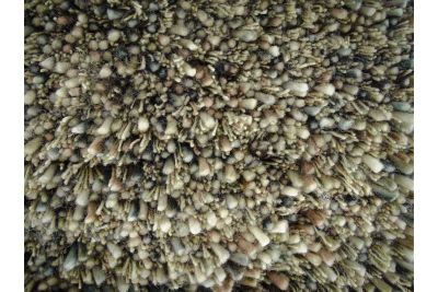 SPICKLE VLOERKLEED KLEUR GRIT