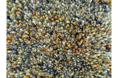 SPICKLE VLOERKLEED KLEUR MINE